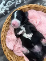 Lime  Collar, a female Sheepadoodle for sale in Tucson, AZ – Photo 4 of 4