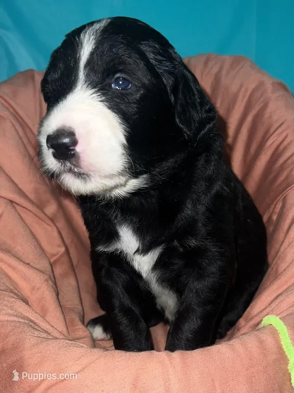 Lime  Collar – Sheepadoodle puppy for sale in Tucson, AZ