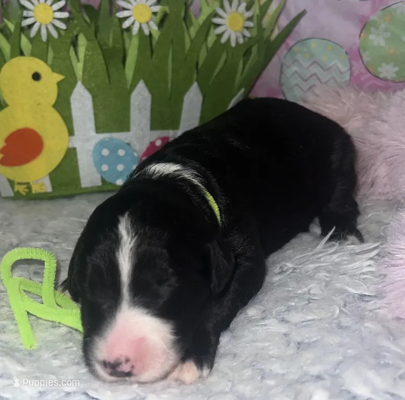 Lime  Collar – Sheepadoodle puppy for sale in Tucson, AZ