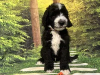 Orange Collar , a male Sheepadoodle for sale in Tucson, AZ – 2 of 10