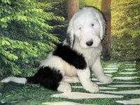 Blue Collar, a male Sheepadoodle for sale in Tucson, AZ – 8 of 10
