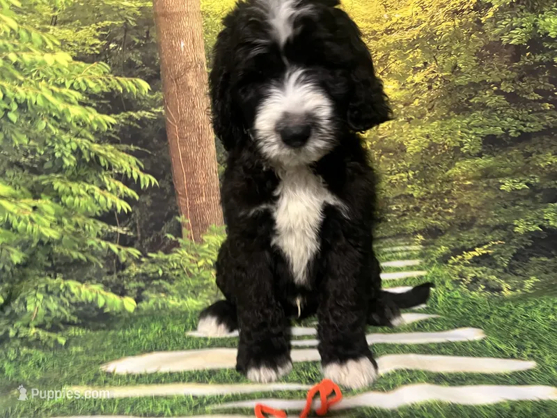 Orange Collar  – Sheepadoodle puppy for sale in Tucson, AZ