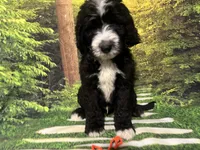 Orange Collar , a male Sheepadoodle for sale in Tucson, AZ – 1 of 10