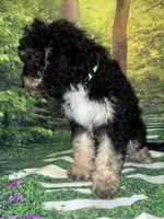 Miniature F1B sheepadoodle boy, a male Sheepadoodle for sale in Tucson, AZ – 3 of 3