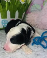 Aqua Collar, a female Sheepadoodle for sale in Tucson, AZ – Photo 2 of 4