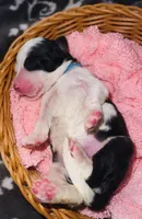 Aqua Collar, a female Sheepadoodle for sale in Tucson, AZ – Photo 4 of 4