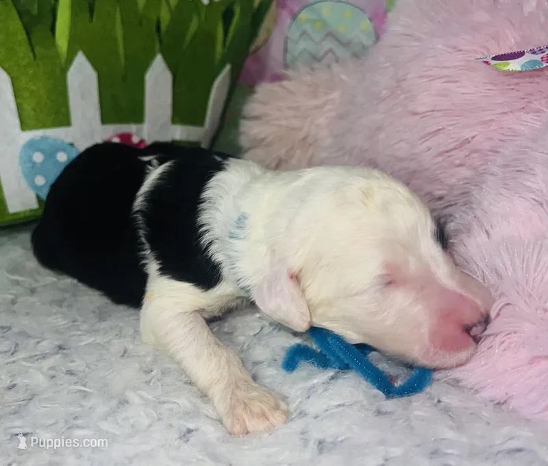 Aqua Collar – Sheepadoodle puppy for sale in Tucson, AZ