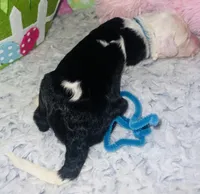 Aqua Collar, a female Sheepadoodle for sale in Tucson, AZ – Photo 3 of 4