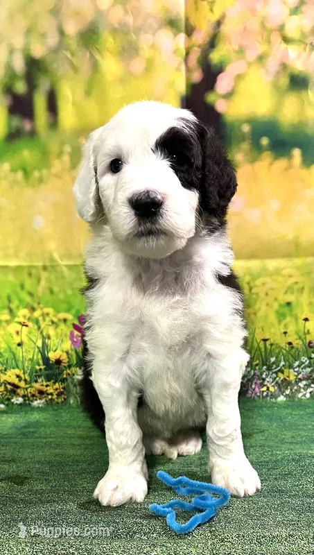 Aqua Collar – Sheepadoodle puppy for sale in Tucson, AZ