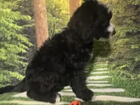 Orange Collar , a male Sheepadoodle for sale in Tucson, AZ – 4 of 10