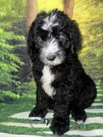 Gray Collar , a male Sheepadoodle for sale in Tucson, AZ – 2 of 7