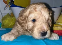 Red Collar, a male Miniature Aussiedoodle for sale in Tucson, AZ – 2 of 5
