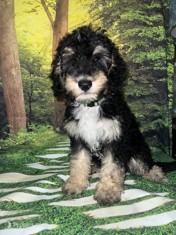 Lime collar – Sheepadoodle puppy for sale in Tucson, AZ