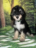 Miniature F1B sheepadoodle boy, a male Sheepadoodle for sale in Tucson, AZ – 1 of 3