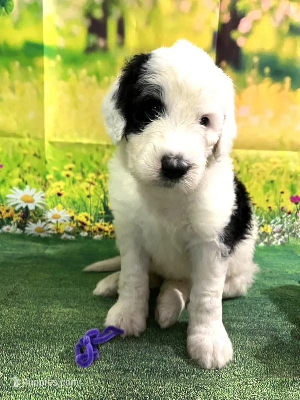 Purple Collar – Sheepadoodle puppy for sale in Tucson, AZ