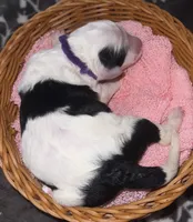 Purple Collar, a female Sheepadoodle for sale in Tucson, AZ – Photo 3 of 4
