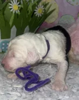 Purple Collar, a female Sheepadoodle for sale in Tucson, AZ – Photo 2 of 4