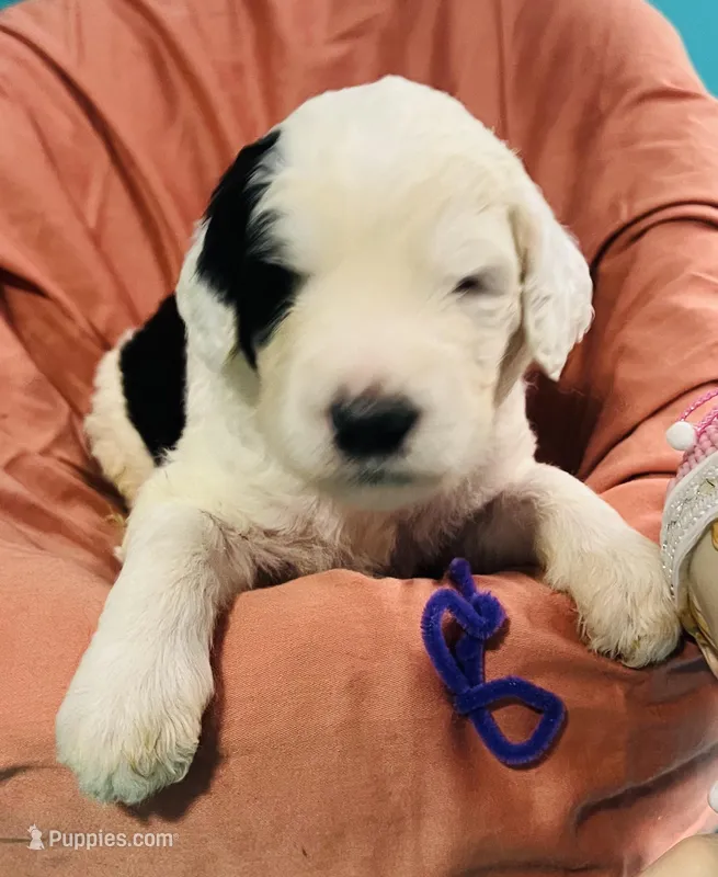 Purple Collar – Sheepadoodle puppy for sale in Tucson, AZ