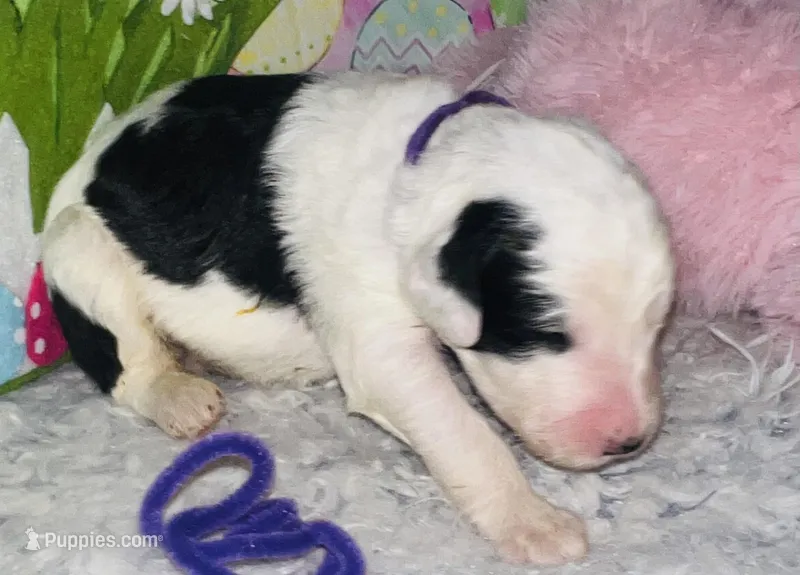 Purple Collar – Sheepadoodle puppy for sale in Tucson, AZ