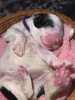 Purple Collar, a female Sheepadoodle for sale in Tucson, AZ – Photo 4 of 4