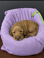 Lime Collar , a female Miniature Goldendoodle for sale in Tucson, AZ – 2 of 6