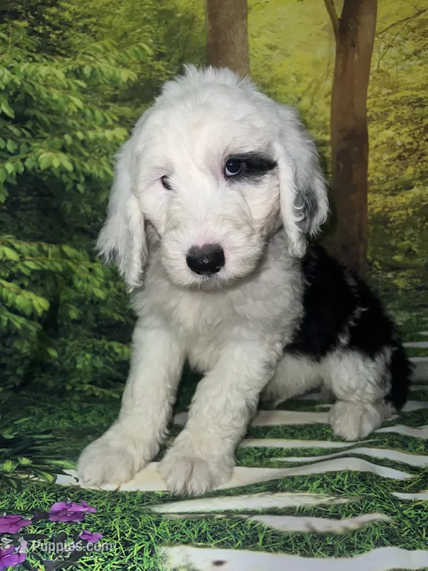 Black Collar  – Sheepadoodle puppy for sale in Tucson, AZ