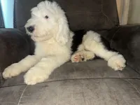 Blue Collar, a male Sheepadoodle for sale in Tucson, AZ – 5 of 6