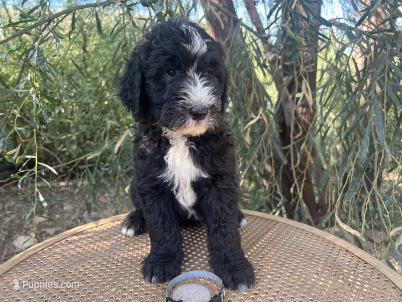 Gray Collar  – Sheepadoodle puppy for sale in Tucson, AZ