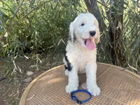 Blue Collar, a male Sheepadoodle for sale in Tucson, AZ – 5 of 10