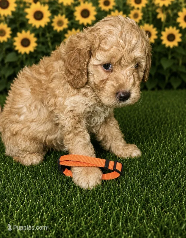 Orange Collar – Miniature Aussiedoodle puppy for sale in Tucson, AZ