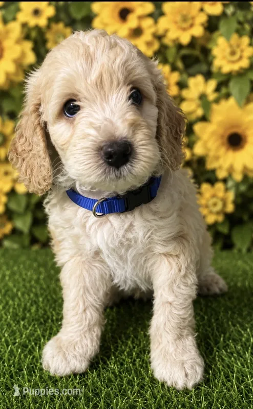 Blue collar – Miniature Aussiedoodle puppy for sale in Tucson, AZ