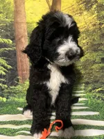 Orange Collar , a male Sheepadoodle for sale in Tucson, AZ – 3 of 10