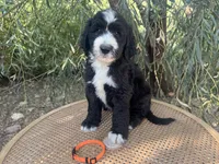 Orange Collar , a male Sheepadoodle for sale in Tucson, AZ – 5 of 10