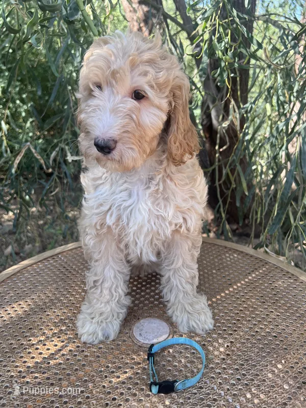 Aqua collar – Sheepadoodle puppy for sale in Tucson, AZ