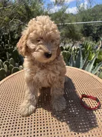 Red Collar, a male Miniature Aussiedoodle for sale in Tucson, AZ – 3 of 10