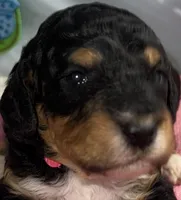 Pink Collar, a female Sheepadoodle for sale in Tucson, AZ – Photo 2 of 5