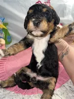 Pink Collar, a female Sheepadoodle for sale in Tucson, AZ – Photo 4 of 5