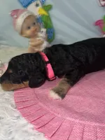 Pink Collar, a female Sheepadoodle for sale in Tucson, AZ – Photo 5 of 5