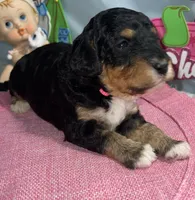 Pink Collar, a female Sheepadoodle for sale in Tucson, AZ – Photo 1 of 5