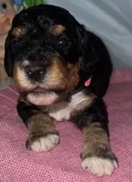 Pink Collar, a female Sheepadoodle for sale in Tucson, AZ – Photo 3 of 5