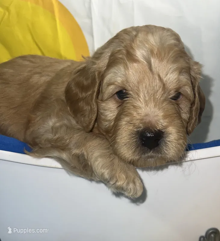 Red Collar – Miniature Aussiedoodle puppy for sale in Tucson, AZ
