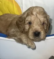Red Collar, a male Miniature Aussiedoodle for sale in Tucson, AZ – 1 of 5