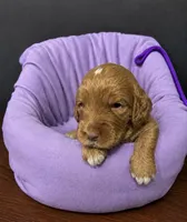 Purple Collar, a female Miniature Goldendoodle for sale in Tucson, AZ – 3 of 6