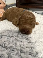Blue collar, a male Miniature Goldendoodle for sale in Tucson, AZ – 4 of 5