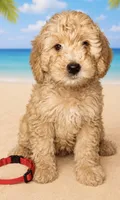 Red Collar, a male Miniature Aussiedoodle for sale in Tucson, AZ – 6 of 10