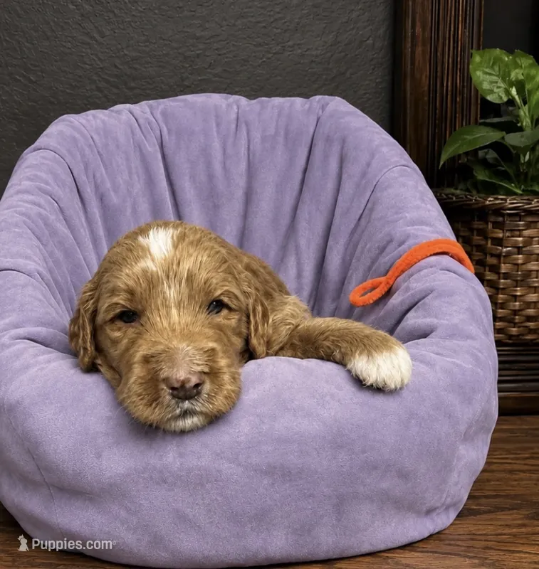 Orange Collar – Miniature Goldendoodle puppy for sale in Tucson, AZ