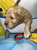 Red Collar, a male Miniature Aussiedoodle for sale in Tucson, AZ – 9 of 10