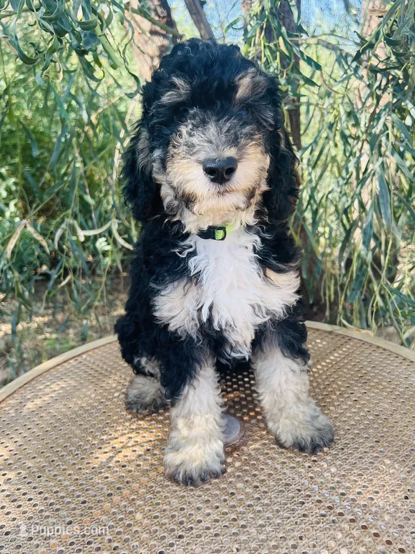 Lime collar – Sheepadoodle puppy for sale in Tucson, AZ