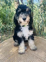 Lime collar, a male Sheepadoodle for sale in Tucson, AZ – 1 of 4