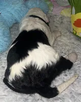 Black Collar , a male Sheepadoodle for sale in Tucson, AZ – Photo 3 of 6